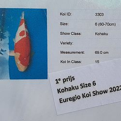 Euregio Koi Show dag 2: afbeelding 6