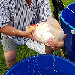 Euregio koishow dag 1: afbeelding 3