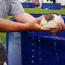 Euregio koishow dag 1: afbeelding 8