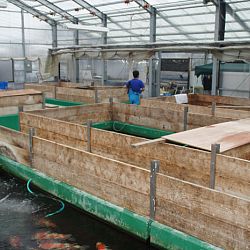 Eventjes kijken werd een heel gedoe bij Matsue: afbeelding 4