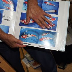 Eventjes kijken werd een heel gedoe bij Matsue: afbeelding 8