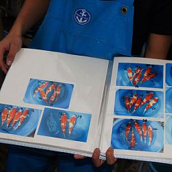 Eventjes kijken werd een heel gedoe bij Matsue: afbeelding 23
