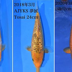 Everything you ever wanted to know about Taniguchi & Golden Corn Koi: afbeelding 1