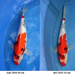 Evolutie 2010: afbeelding 1