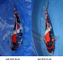 Evolutie 2010: afbeelding 2