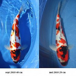 Evolutie 2010: afbeelding 3