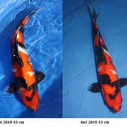 Evolutie 2010: afbeelding 5