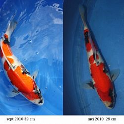 Evolutie 2010: afbeelding 8