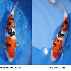 Evolutie 2010: afbeelding 13