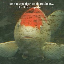 Evolutie groeivijver winter 2010: afbeelding 2