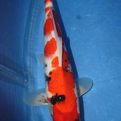 Ferry's Showa: afbeelding 1