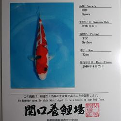 Ferry's Showa: afbeelding 2
