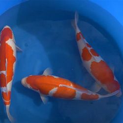 Gemist of Gewonnen: afbeelding 2