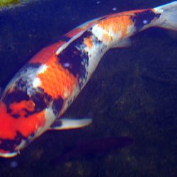 Goed aangekomen: afbeelding 1