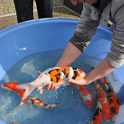 Goede vrijdag: afbeelding 4