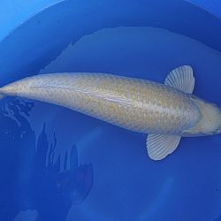 Gouden koi: afbeelding 1