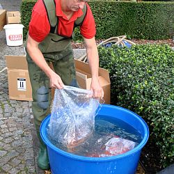 Groeivijverperikelen: afbeelding 3