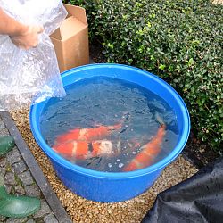 Groeivijverperikelen: afbeelding 4