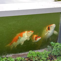 Groeivijverperikelen: afbeelding 7