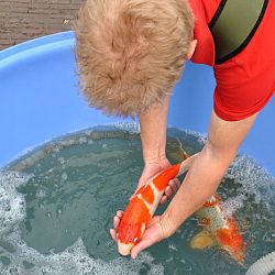 Groeivijverperikelen: afbeelding 26