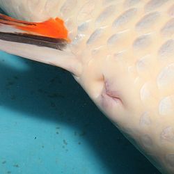 Handmatig kuit laten schieten: afbeelding 5