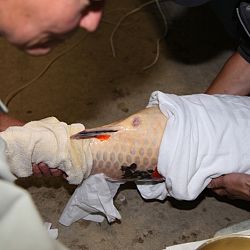 Handmatig kuit laten schieten: afbeelding 8