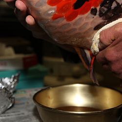 Handmatig kuit laten schieten: afbeelding 9