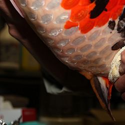 Handmatig kuit laten schieten: afbeelding 10