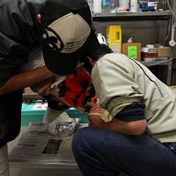 Handmatig kuit laten schieten: afbeelding 11