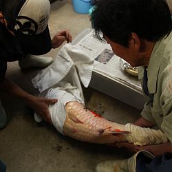 Handmatig kuit laten schieten: afbeelding 13