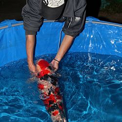Handmatig kuit laten schieten: afbeelding 17