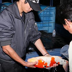 Handmatig kuit laten schieten: afbeelding 29