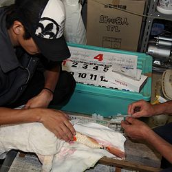 Handmatig kuit laten schieten: afbeelding 31