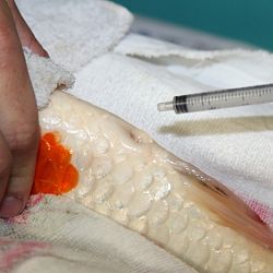 Handmatig kuit laten schieten: afbeelding 32