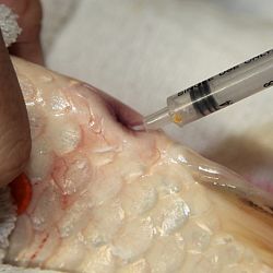 Handmatig kuit laten schieten: afbeelding 34