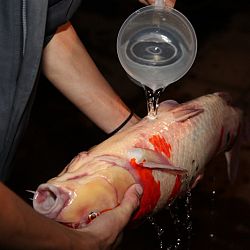 Handmatig kuit laten schieten: afbeelding 36