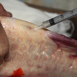Handmatig kuit laten schieten: afbeelding 37