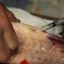 Handmatig kuit laten schieten: afbeelding 39