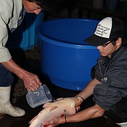 Handmatig kuit laten schieten: afbeelding 58