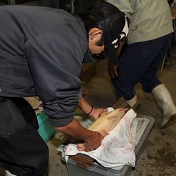 Handmatig kuit laten schieten: afbeelding 59