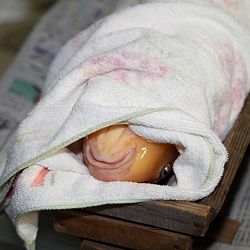 Handmatig kuit laten schieten: afbeelding 60