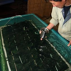Handmatig kuit laten schieten: afbeelding 63