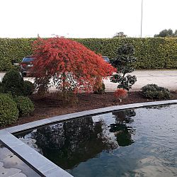 Het aards paradijs: afbeelding 17