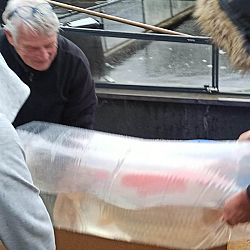 Het bezoek uit Italië: afbeelding 4