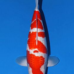 Het duel van de Ginrin Kohaku van Momotaro: afbeelding 2