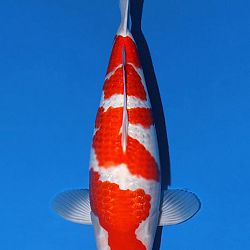 Het duel van de Ginrin Kohaku van Momotaro: afbeelding 1