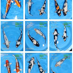 Het eerste Omosako Offensief: afbeelding 9