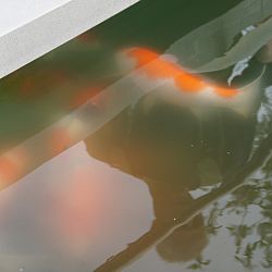 Het groeivijversyndroom: afbeelding 1