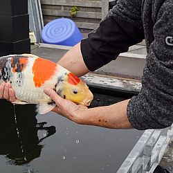Het kan zo ontzettend mooi zijn: afbeelding 2