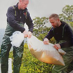 Het leven van een Koikichi: afbeelding 2